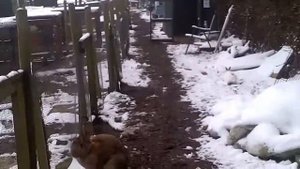 Разведение  кроликов  в открытом  вольере!!!