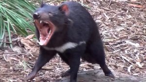 Animal sounds: Tasmanian devil growls