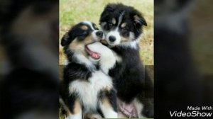 Окрасы бордер-колли