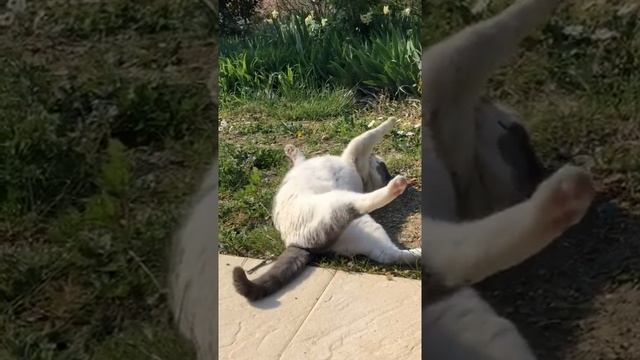 Cat Кошки Котята Коты #Shorts 1284.mp4