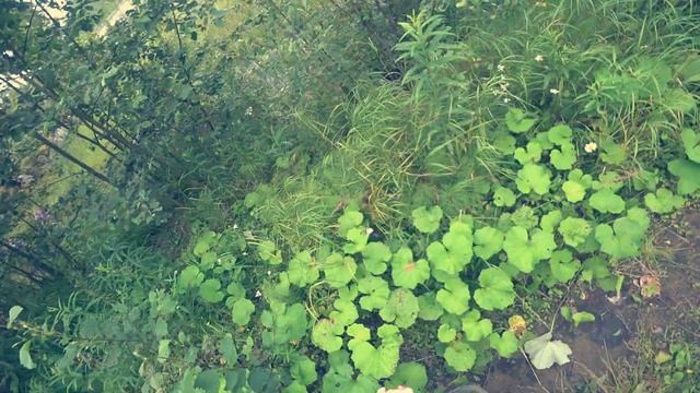 ВАРИМ УХУ СОБИРАЕМ ГРИБЫ 135 ДНЕЙ И ЛОВИМ ЩУКУ НА СПИННИНГ. #рыбалка смотреть онлайн