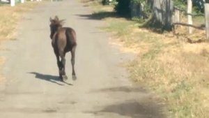 Русские сёла северного Казахстана. Желяково.