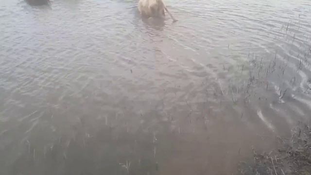 рабочий день пастуха . смотреть онлайн