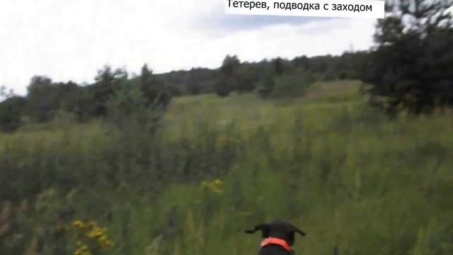 Курцхаар Райт, работы по тетеревам смотреть онлайн