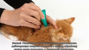 Блохнэт для кошек: капли, инструкция