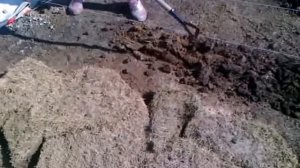 Полольник остроконечный