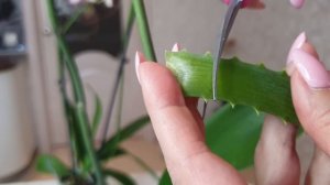 Закрой почку орхидеи листом АЛОЭ для ЦВЕТЕНИЯ ОРХИДЕЙ / Алоэ для орхидеи