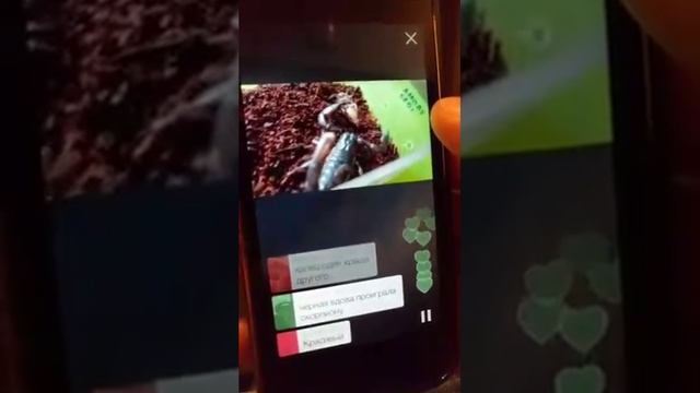 (2016) Перископ про перископ - как искать интересные трансляции и подписываться на интересных людей