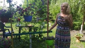 КЛЕМАТИСЫ. Что делать для обильного и бурного цветения клематиса