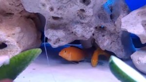 Нерест Labidochromisyellow(Лабидохромис Еллоу)