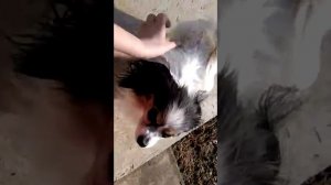 Папильон девочка Таша в дар, 5 лет, полное соответствие стандарту породы