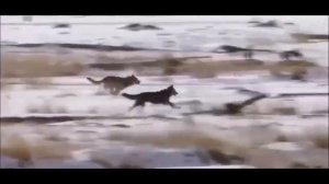 "Комбинатсия Волк" против шакала