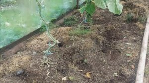 Делаю выводы по мульчированию зеленой травой разных культур