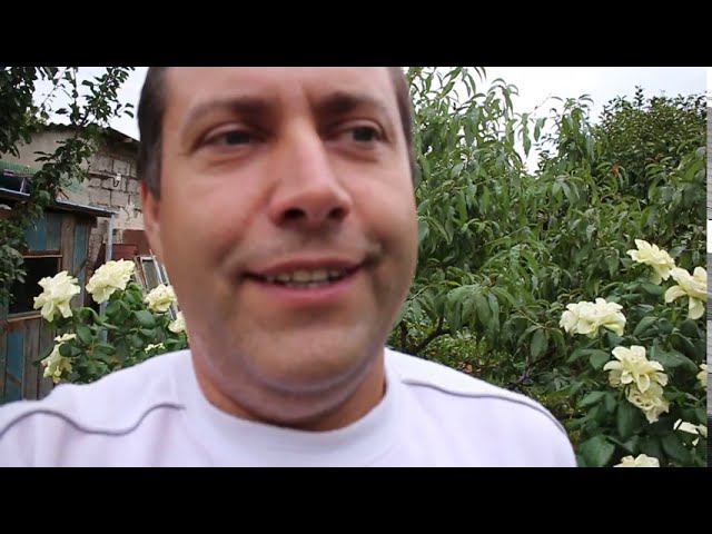 КЛУБНИКА С ОГОРОДА/СЫРНИКИ/ПРАВДА О САЖЕНЦАХ/УБИРАЕМ КУКУРУЗУ/НЕУДАЧНЫЕ ПОЕЗДКИ В МАГАЗИН