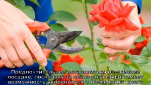 Роза Софи Лорен