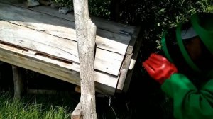 Колодное пчеловодство. Как перезимовали и живут пчелы в колоде май 2018 года.