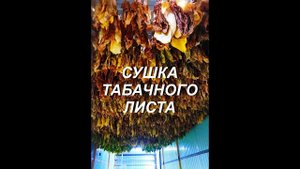 СУШКА ТАБАЧНОГО ЛИСТА .№ 85.Табак.