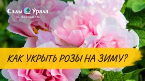 Парковые розы. Укрытие роз на зиму