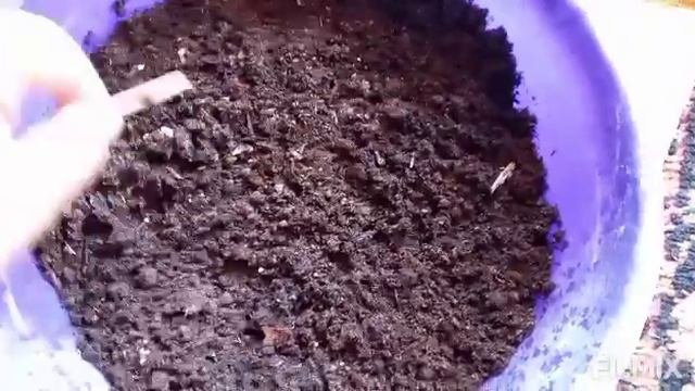 Сажаю семена горчицы сарептская впервые☺самой очень интересно что получится.