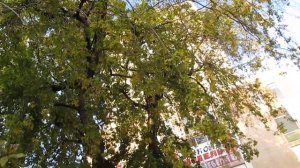 Каркас западный