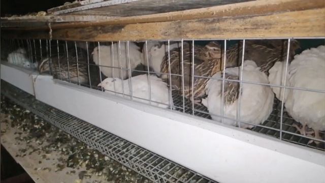 почему перепелов содержат именно таким способом смотреть онлайн