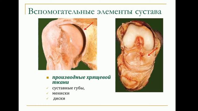 Анатомия 3.Артрология