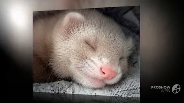 такое умиление! смотреть онлайн