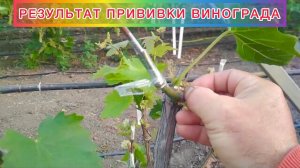 Результат прививки винограда.