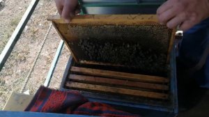 Сборка гнезда пчел на зиму. Работы с пчелосемьями в октябре в Краснодарском крае