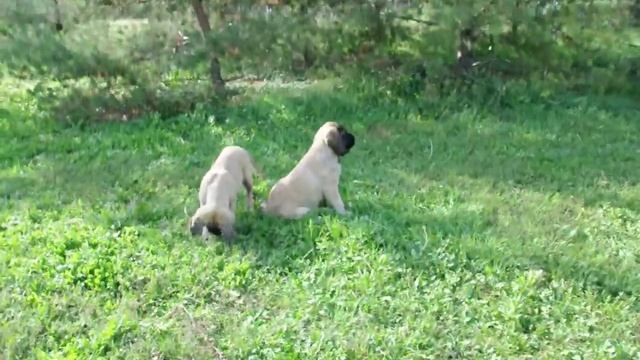 Puppies English Mastiff , Щенки английского мастифа 6 смотреть онлайн