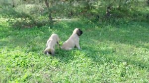 Puppies English Mastiff , Щенки английского мастифа 6