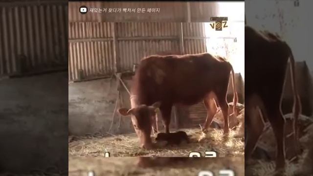 Собака ❤любить Корову смотреть онлайн