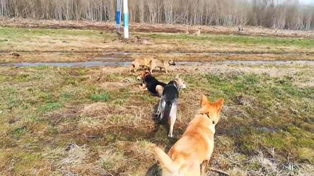 Щенки на прогулке в поле смотреть онлайн