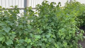 Как ухаживать за кустарниками в огороде