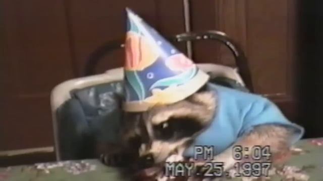 Raccoons Are Awesome: Compilation