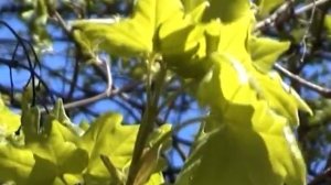 Чом ти не прийшов караоке гурт Експрес