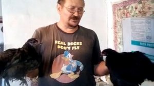 Наши куры, Джерсийский гигант и его помесь.