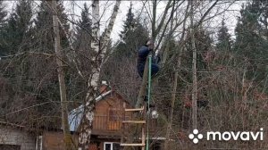Рубим деревья на участке