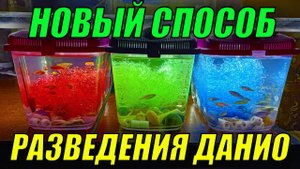 Новый способ разведения данио! Теперь будет много малька!
