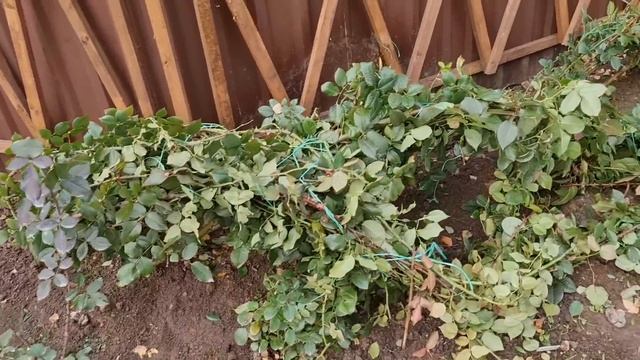 УКРОЙТЕ ТАК РОЗЫ и ЗАБУДЬТЕ про них ДО АПРЕЛЯ! смотреть онлайн