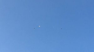 Некоторые варианты разведения голубей / паровка по мастям (Кривой Рог. Украина)