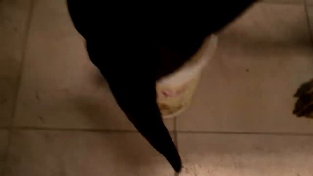 The Doberman Likes Chili смотреть онлайн