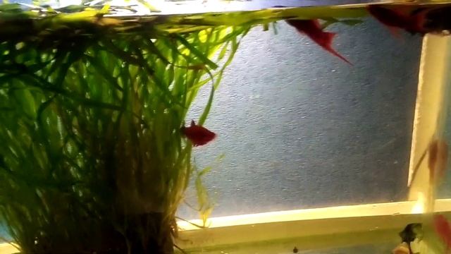 Содержание и разведение меченосцев смотреть онлайн