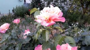 Роза чайно-гибридная Chicago Peace