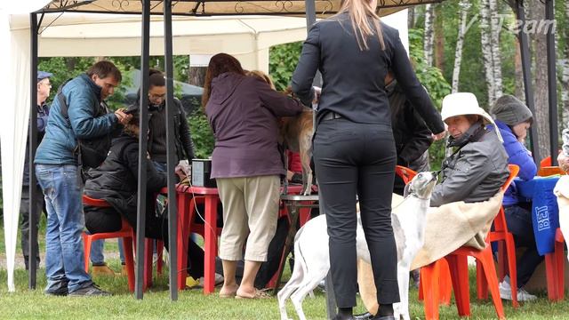 Специализированная выставка НКП УИППЕТ ранга ПК. 03.06.17. Кобели.  Класс Чемпионов НКП. смотреть онлайн