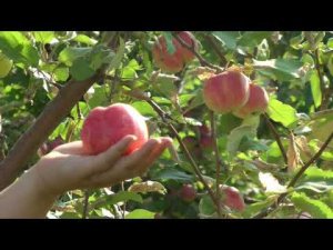 сорт Яблочный спас