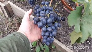 Помогите определить сорт винограда