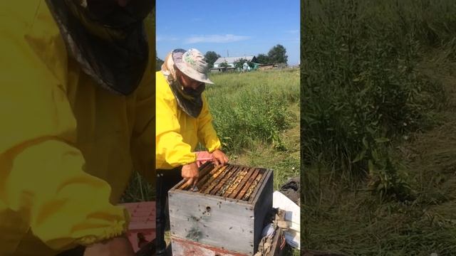 Качаем мед какие рамки забираем для откачки из улья смотреть онлайн