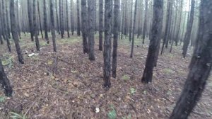 ГРУЗДИ (грибы) в лесу возле дома/mushroom picking