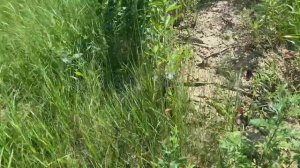 СКОЛЬКО МОЖНО ЗАРАБОТАТЬ,СОБИРАЯ АЛЮМИНИЕВЫЕ БАНКИ ЗА 2 ЧАСА?